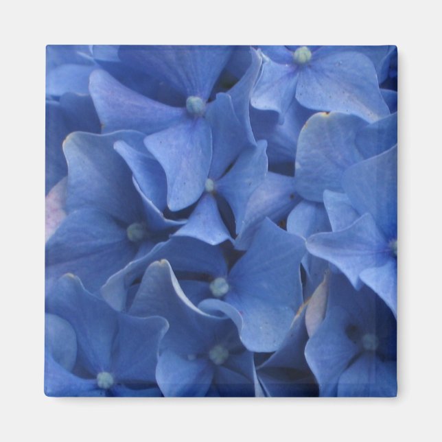 Íman Magneta de Hydrangeas Azul (Frente)