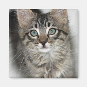 Íman Magneta de Kitten