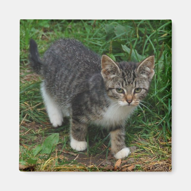 Íman Magneta de Kitten com Tigre (Frente)