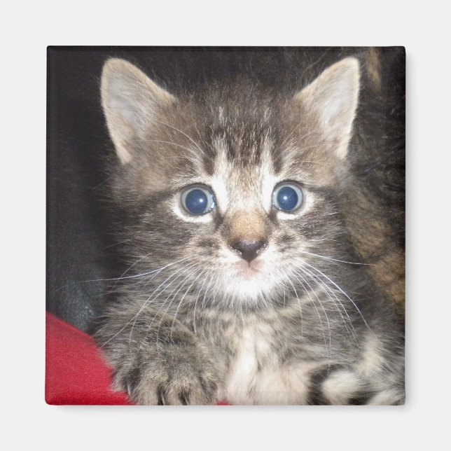 Íman Magneta de Kitten Surpresa (Frente)