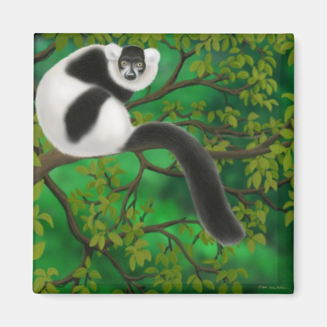 Íman Magneta de Lemur Preta e Branca (Frente)