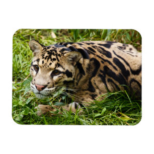 Íman Magneta de Leopardo Nuvem