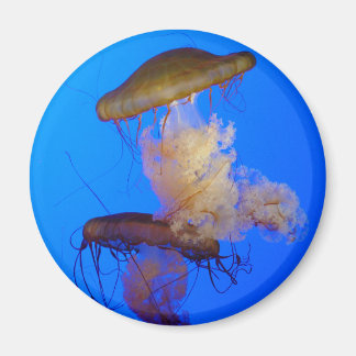 Íman Magneta de medusa