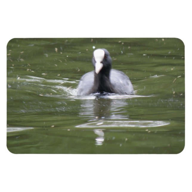 Íman Magneta de Nadação de Coot (Horizontal)