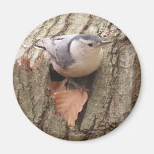 Íman Magneta de Nuthatch de peito branco