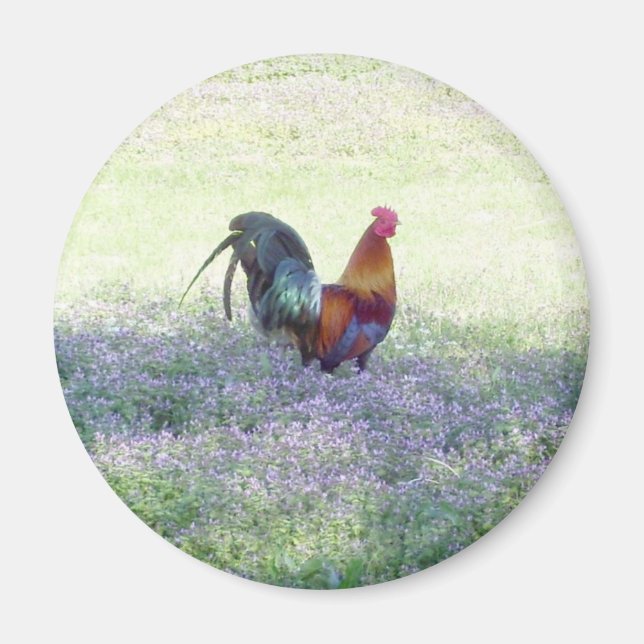 Íman Magneta de Orgulho de Penas (Frente)