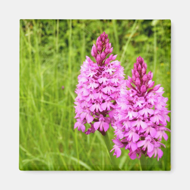 Íman Magneta de Orquídea Piramidal (Frente)