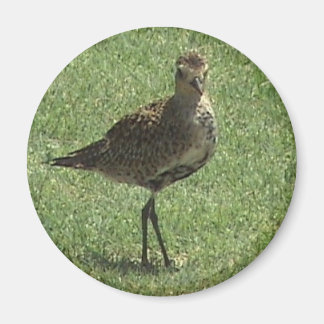 Íman Magneta de Ouro do Pacífico