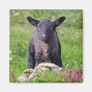 Íman Magneta de ovelha negra Baa-Baa