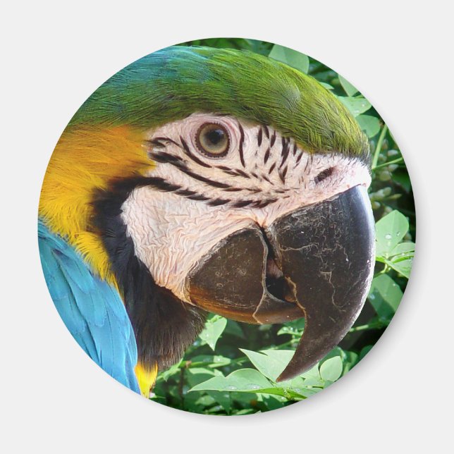 Íman Magneta de Papagaio Azul (Frente)