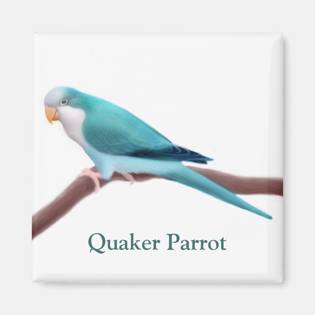 Íman Magneta de papagaio azul-quaker (Frente)