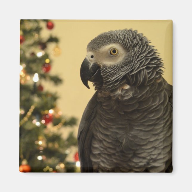 Íman Magneta de Papagaio de Natal (Frente)