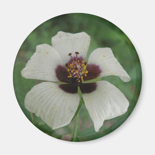 Íman Magneta de Passionfloras, branca e púrpura (Frente)
