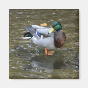 Íman Magneta de Pato Bonito Mallard (Homem)