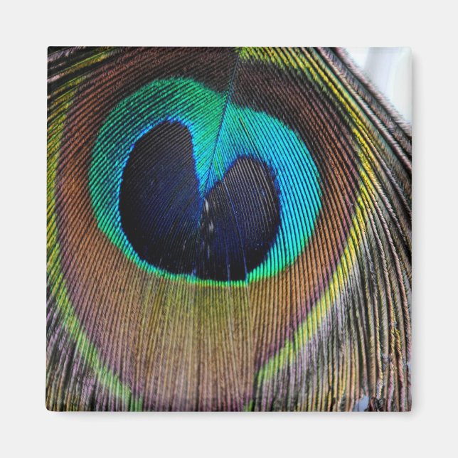 Íman Magneta de pena de peacock (Frente)