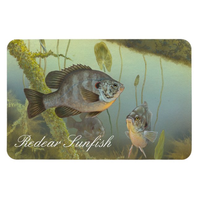 Íman Magneta de pintura de peixes-sol (Horizontal)