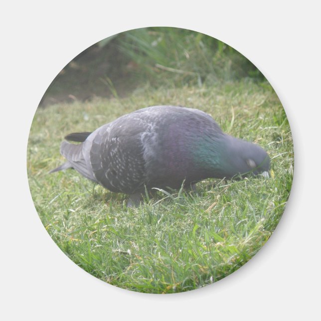 Íman Magneta De Pombo Dormindo (Frente)