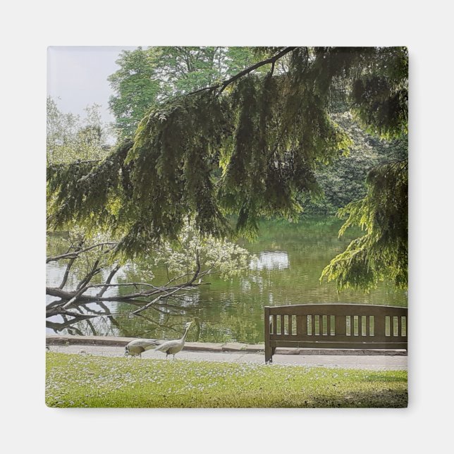 Íman Magneta De Pond De Pato Ornamental (Frente)