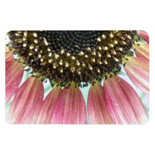Íman Magneta de prêmio de girassol rosa