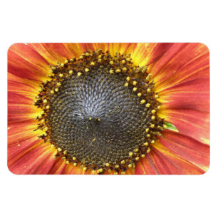 Íman Magneta de prêmio de girassol vermelho e amarelo