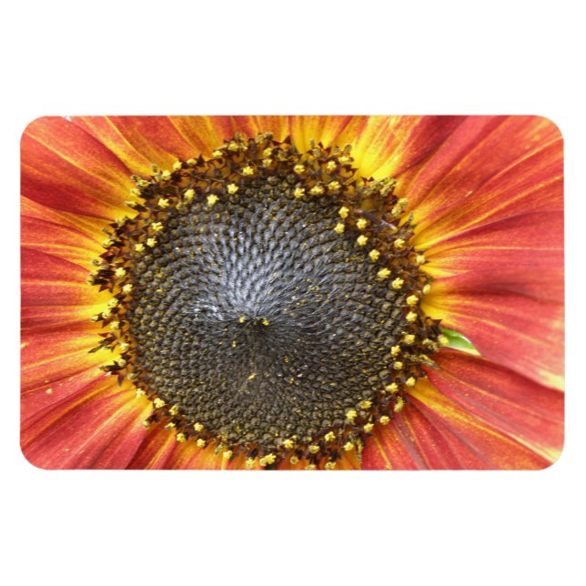 Íman Magneta de prêmio de girassol vermelho e amarelo (Horizontal)