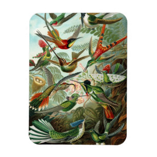 Íman Magneta de Prêmio Hummingbird