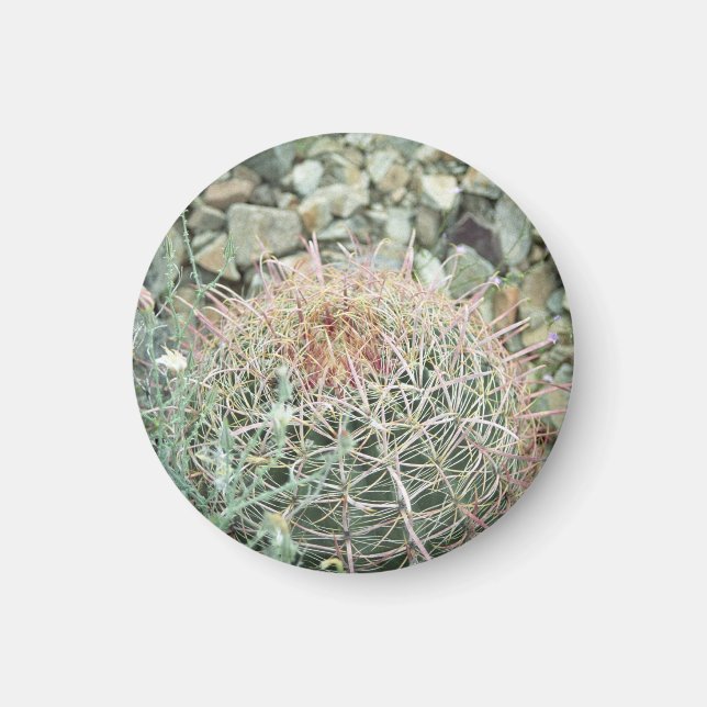 Íman Magneta de presente para gelador de cactus de poes (Frente)
