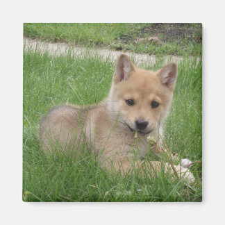 Íman Magneta de puppy cúbica