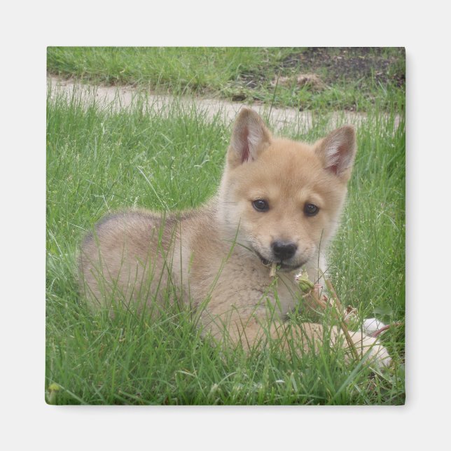 Íman Magneta de puppy cúbica (Frente)