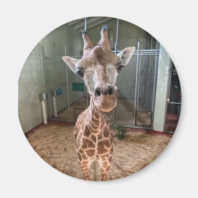 Íman Magneta de quebra de coração (Frente)