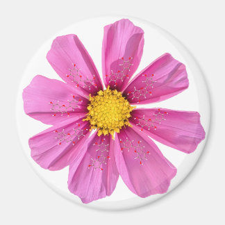 Íman Magneta de Química da Flor