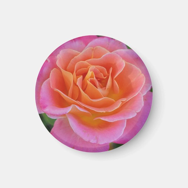 Íman Magneta de Rosa cor-de-rosa e laranja (Frente)