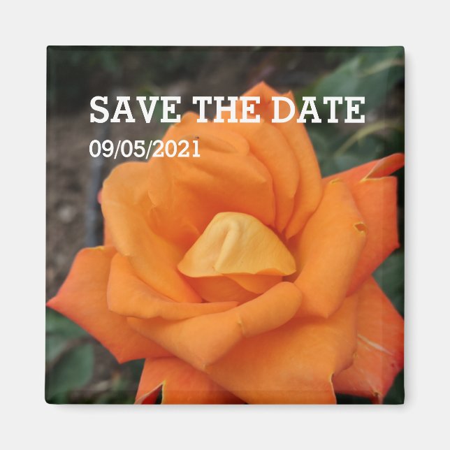 Íman Magneta de rosa de laranja (Frente)