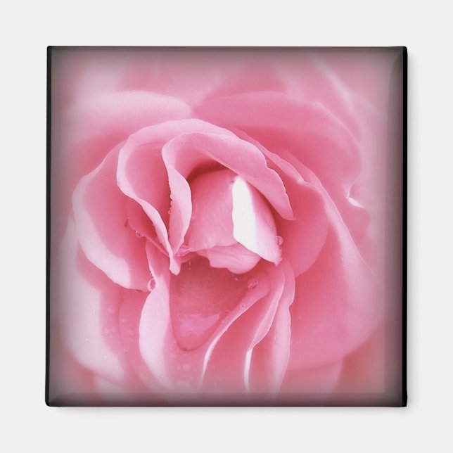 Íman Magneta de Rosa vigoroso (Frente)