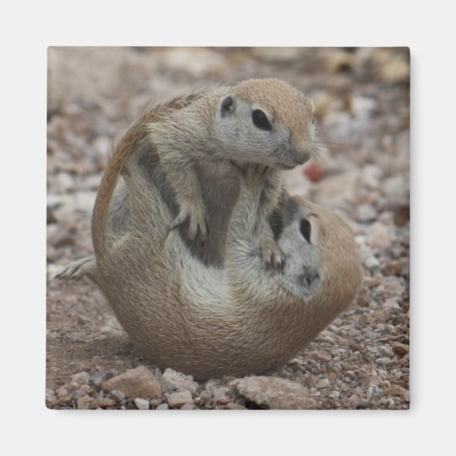 Íman Magneta de Rumble de Esquilo (Frente)