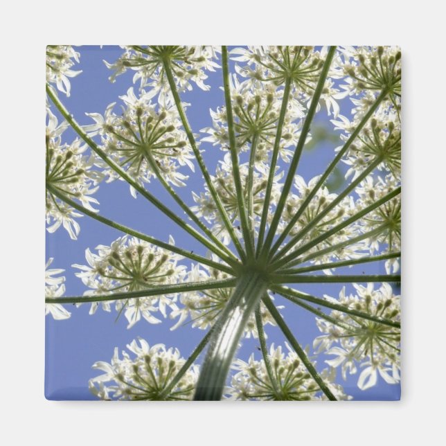 Íman Magneta de salsa de flores de verão (Frente)