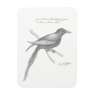 Íman Magneta de Sapier Violeta de Ala Violeta do Sul de