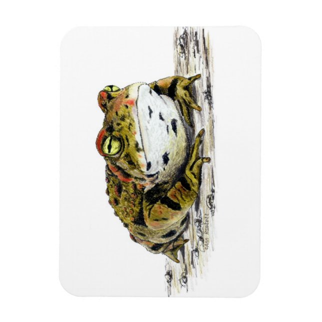 Íman Magneta de sapo ocidental (Vertical)