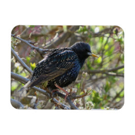 Íman Magneta de Starling Ruffled