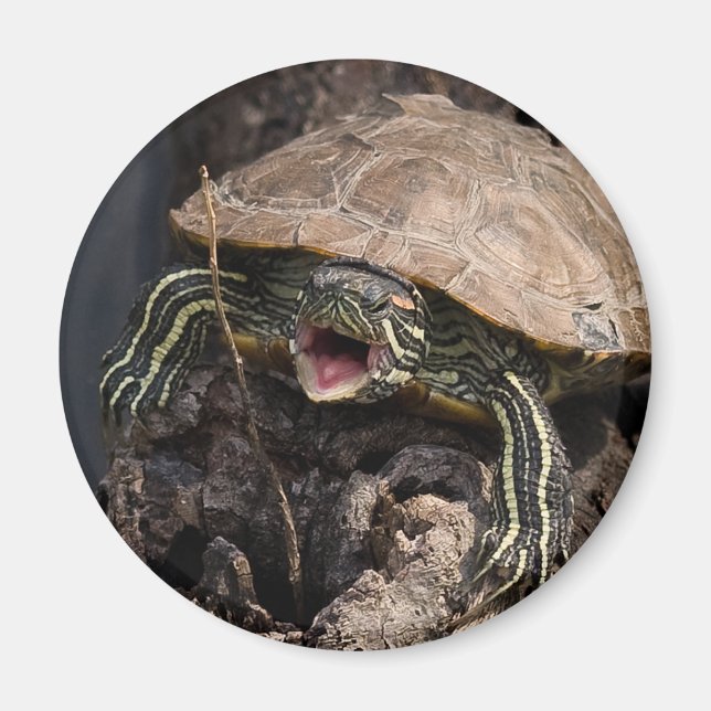 Íman Magneta de tartaruga (Frente)