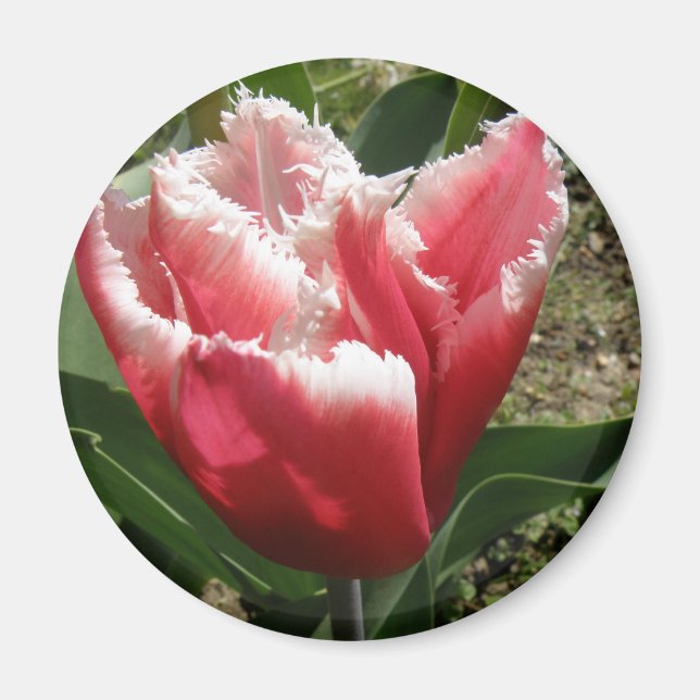 Íman Magneta de Tulipas Rosa (Frente)