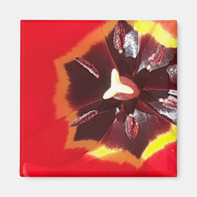 Íman Magneta de Tulipas Vermelhas Scarlet (Frente)