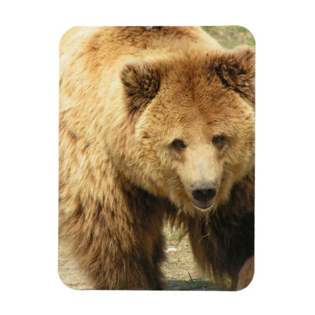 Íman Magneta de Urso Grizzly (Vertical)