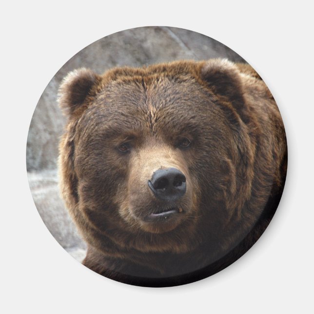 Íman Magneta de Urso Grizzly (Frente)