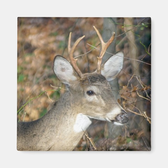 Íman Magneta De Veado Branco (Frente)