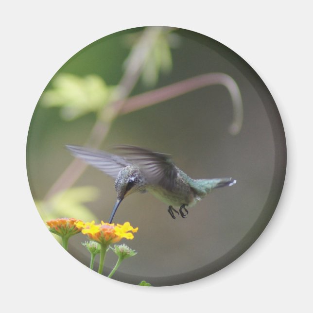 Íman Magneta de Verão (Frente)