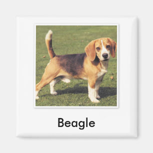 Íman Magneta do Beagle