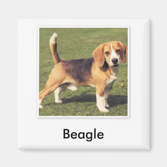 Íman Magneta do Beagle (Frente)