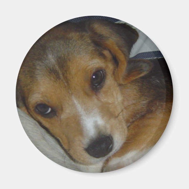 Íman Magneta do Beagle (Frente)