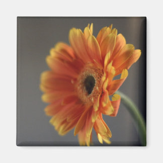 Íman Magneta do Flor